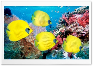 Yellow Butterfly Fish Ultra HD Wallpaper for 4K UHD Widescreen desktop, tablet & smartphone