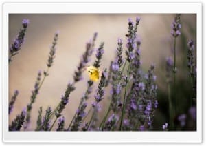 Yellow Butterfly Lavender Flowers 4K UHD Wallpaper for Widescreen and UltraWide Desktop, UltraHD TV, Smartphone, Tablet