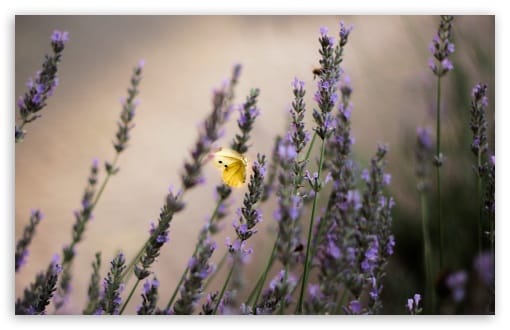 Yellow Butterfly Lavender Flowers UltraHD Wallpaper for UHD 16:9 ; HD 16:9 ; UltraWide 21:9 24:10 32:9 32:10 ; Widescreen 16:10 ; Fullscreen 3:2 ; Tablet 1:1 ; Mobile 9:16 9:19.5 9:20 9:21 9:22 ; Dual 16:10 16:9 ;