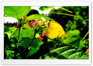 Yellow Butterfly On Flower Ultra HD Wallpaper for 4K UHD Widescreen desktop, tablet & smartphone