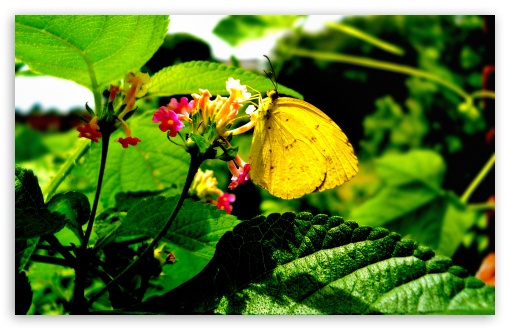 Yellow Butterfly On Flower UltraHD Wallpaper for UHD 16:9 ; HD 16:9 ; Widescreen 16:10 5:3 ; Fullscreen 4:3 5:4 3:2 ; Tablet 1:1 ; Mobile 3:5 3:4 ; Dual 4:3 5:4 ;