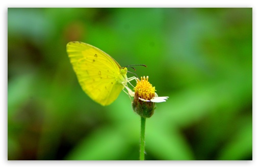 Yellow Butterfly Photography UltraHD Wallpaper for UHD 16:9 ; HD 16:9 ; Widescreen 16:10 5:3 ; Fullscreen 4:3 ;