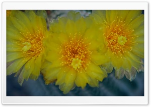 Yellow Cactus Flowers Ultra HD Wallpaper for 4K UHD Widescreen desktop, tablet & smartphone