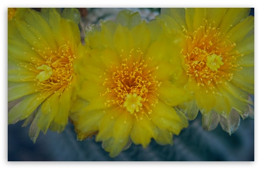 Yellow Cactus Flowers UltraHD Wallpaper for 8K UHD TV 16:9 Ultra High Definition 2160p 1440p 1080p 900p 720p ; Widescreen 16:10 5:3 WHXGA WQXGA WUXGA WXGA WGA ; Fullscreen 4:3 5:4 3:2 UXGA XGA SVGA QSXGA SXGA DVGA HVGA HQVGA ( Apple PowerBook G4 iPhone 4 3G 3GS iPod Touch ) ; Tablet 1:1 ; Mobile 3:5 3:4 - ;