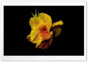 Yellow Canna Ultra HD Wallpaper for 4K UHD Widescreen desktop, tablet & smartphone