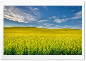 Yellow Canola Field Ultra HD Wallpaper for 4K UHD Widescreen desktop, tablet & smartphone