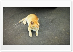 Yellow Cat 4K UHD Wallpaper for Widescreen and UltraWide Desktop, UltraHD TV, Smartphone, Tablet