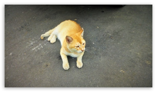 Yellow Cat UltraHD Wallpaper for UHD 16:9 ; HD 16:9 ;