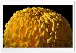 Yellow Chrysanthemum Ultra HD Wallpaper for 4K UHD Widescreen desktop, tablet & smartphone