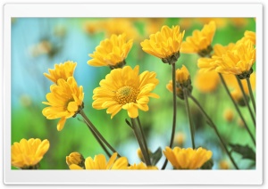 Yellow Chrysanthemums Ultra HD Wallpaper for 4K UHD Widescreen desktop, tablet & smartphone