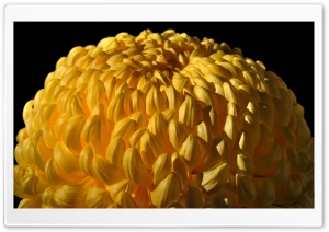 Yellow Chrysanths Ultra HD Wallpaper for 4K UHD Widescreen desktop, tablet & smartphone