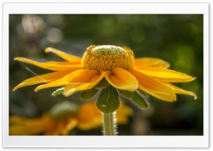 Yellow Coneflower Ultra HD Wallpaper for 4K UHD Widescreen desktop, tablet & smartphone