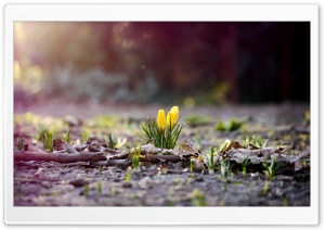Yellow Crocus Buds Ultra HD Wallpaper for 4K UHD Widescreen desktop, tablet & smartphone