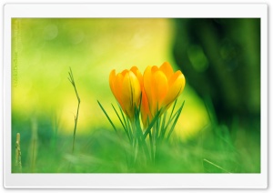 Yellow Crocus Flowers Ultra HD Wallpaper for 4K UHD Widescreen desktop, tablet & smartphone