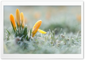 Yellow Crocuses Flowers, Early Spring Ultra HD Wallpaper for 4K UHD Widescreen desktop, tablet & smartphone