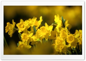Yellow Daffodils Ultra HD Wallpaper for 4K UHD Widescreen desktop, tablet & smartphone