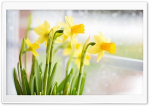 Yellow Daffodils Flowers near Window Ultra HD Wallpaper for 4K UHD Widescreen desktop, tablet & smartphone