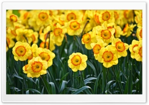 Yellow Daffodils Flowers, Outdoors, Spring Ultra HD Wallpaper for 4K UHD Widescreen desktop, tablet & smartphone