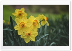 Yellow Daffodils Spring Flowers Ultra HD Wallpaper for 4K UHD Widescreen desktop, tablet & smartphone