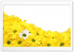 Yellow Daisies Ultra HD Wallpaper for 4K UHD Widescreen desktop, tablet & smartphone