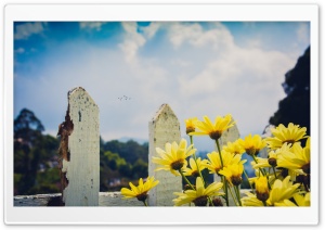 Yellow Daisies Flowers, Fence Ultra HD Wallpaper for 4K UHD Widescreen desktop, tablet & smartphone