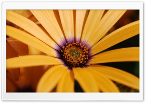 Yellow Daisy Ultra HD Wallpaper for 4K UHD Widescreen desktop, tablet & smartphone