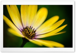 Yellow Daisy Flower Ultra HD Wallpaper for 4K UHD Widescreen desktop, tablet & smartphone