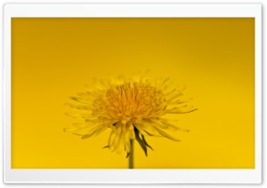 Yellow Dandelion Flower Close-up Ultra HD Wallpaper for 4K UHD Widescreen desktop, tablet & smartphone