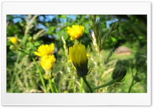 yellow dandelion plant Ultra HD Wallpaper for 4K UHD Widescreen Desktop, Lockscreen, Screensaver, TV, Tablet, Smartphone