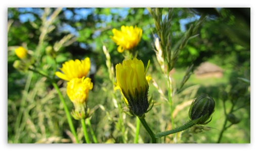 yellow dandelion plant UltraHD Wallpaper for UHD 16:9 ; HD 16:9 ;