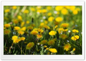 Yellow Dandelions Ultra HD Wallpaper for 4K UHD Widescreen desktop, tablet & smartphone