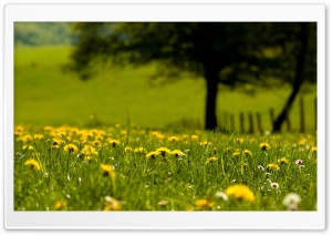 Yellow Dandelions Field Ultra HD Wallpaper for 4K UHD Widescreen desktop, tablet & smartphone