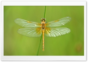 Yellow Dragonfly Ultra HD Wallpaper for 4K UHD Widescreen desktop, tablet & smartphone