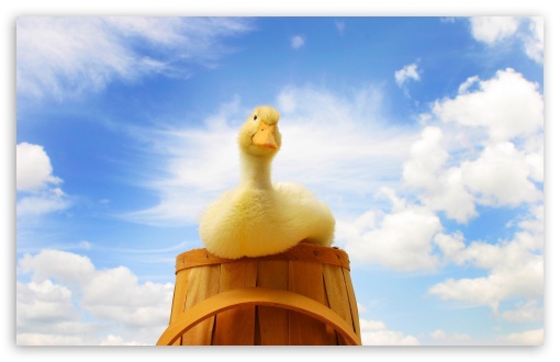 Yellow Duck UltraHD Wallpaper for HD 16:9 ; Widescreen 16:10 5:3 ; Fullscreen 4:3 5:4 3:2 ; Tablet 1:1 ; Mobile 3:5 3:4 ;