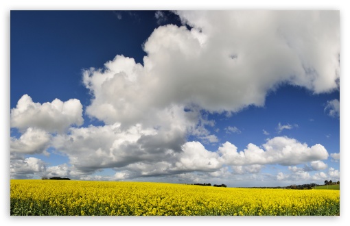 Yellow Field UltraHD Wallpaper for 8K UHD TV 16:9 Ultra High Definition 2160p 1440p 1080p 900p 720p ; UltraWide 32:10 ; Widescreen 16:10 5:3 WHXGA WQXGA WUXGA WXGA WGA ; Fullscreen 4:3 5:4 3:2 UXGA XGA SVGA QSXGA SXGA DVGA HVGA HQVGA ( Apple PowerBook G4 iPhone 4 3G 3GS iPod Touch ) ; Tablet 1:1 ; Mobile 3:5 3:4 - ; Dual 16:10 5:3 4:3 5:4 WHXGA WQXGA WUXGA WXGA WGA UXGA XGA SVGA QSXGA SXGA ;