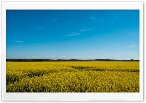 Yellow Field 4K UHD Wallpaper for Widescreen and UltraWide Desktop, UltraHD TV, Smartphone, Tablet