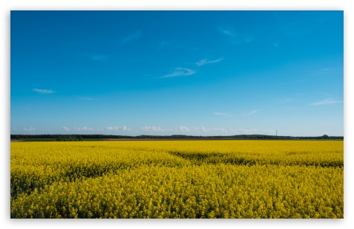 Yellow Field UltraHD Wallpaper for UHD 16:9 ; HD 16:9 ; UltraWide 21:9 24:10 ; Widescreen 16:10 5:3 ; Fullscreen 4:3 5:4 3:2 ; Tablet 1:1 ; Mobile 9:16 9:19.5 9:20 9:21 9:22 10:16 2:3 3:5 3:4 ;