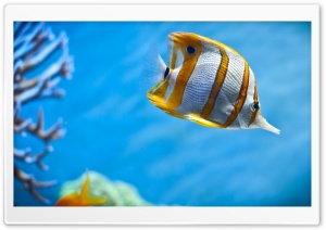 Yellow Fish Ultra HD Wallpaper for 4K UHD Widescreen desktop, tablet & smartphone