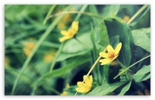 Yellow Flower UltraHD Wallpaper for HD 16:9 ; Widescreen 16:10 5:3 ; Fullscreen 4:3 5:4 3:2 ;