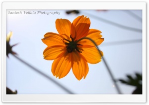 Yellow Flower 1 Ultra HD Wallpaper for 4K UHD Widescreen desktop, tablet & smartphone