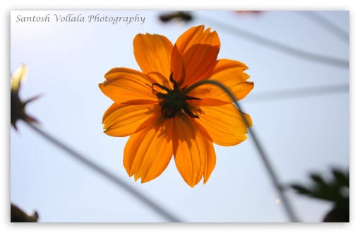 Yellow Flower 1 UltraHD Wallpaper for UHD 16:9 ; HD 16:9 ; Widescreen 16:10 5:3 ; Fullscreen 4:3 5:4 3:2 ;