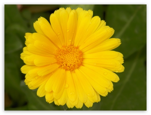 yellow flower UltraHD Wallpaper for Fullscreen 4:3 ;