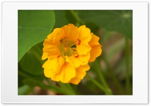yellow flower Ultra HD Wallpaper for 4K UHD Widescreen desktop, tablet & smartphone