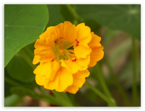 yellow flower UltraHD Wallpaper for Fullscreen 4:3 ;