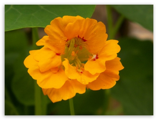 yellow flower UltraHD Wallpaper for Fullscreen 4:3 ;