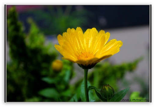 yellow flower UltraHD Wallpaper for Fullscreen 3:2 ;