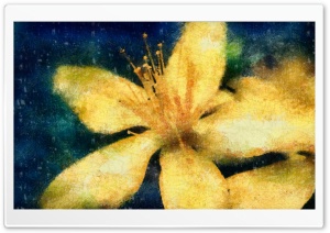 Yellow Flower 3 Wallpaper DAP Chalk Ultra HD Wallpaper for 4K UHD Widescreen desktop, tablet & smartphone