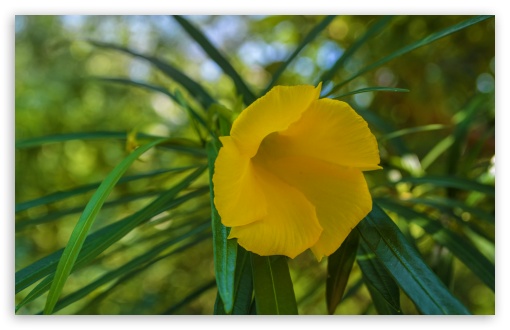 Yellow Flower UltraHD Wallpaper for Wide 16:10 5:3 Widescreen WHXGA WQXGA WUXGA WXGA WGA ; 8K UHD TV 16:9 Ultra High Definition 2160p 1440p 1080p 900p 720p ; Standard 4:3 5:4 3:2 Fullscreen UXGA XGA SVGA QSXGA SXGA DVGA HVGA HQVGA ( Apple PowerBook G4 iPhone 4 3G 3GS iPod Touch ) ; Smartphone 5:3 WGA ; Tablet 1:1 ; iPad 1/2/Mini ; Mobile 4:3 5:3 3:2 16:9 5:4 - UXGA XGA SVGA WGA DVGA HVGA HQVGA ( Apple PowerBook G4 iPhone 4 3G 3GS iPod Touch ) 2160p 1440p 1080p 900p 720p QSXGA SXGA ;