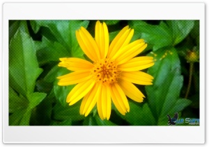 yellow flower 4K UHD Wallpaper for Widescreen and UltraWide Desktop, UltraHD TV, Smartphone, Tablet
