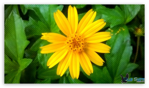 yellow flower UltraHD Wallpaper for HD 16:9 ;
